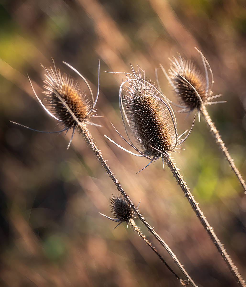 ~ Thistle ~