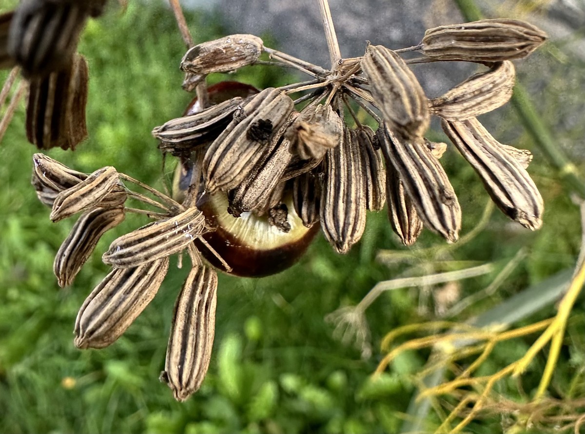 Next year's seeds