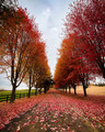 Fall path