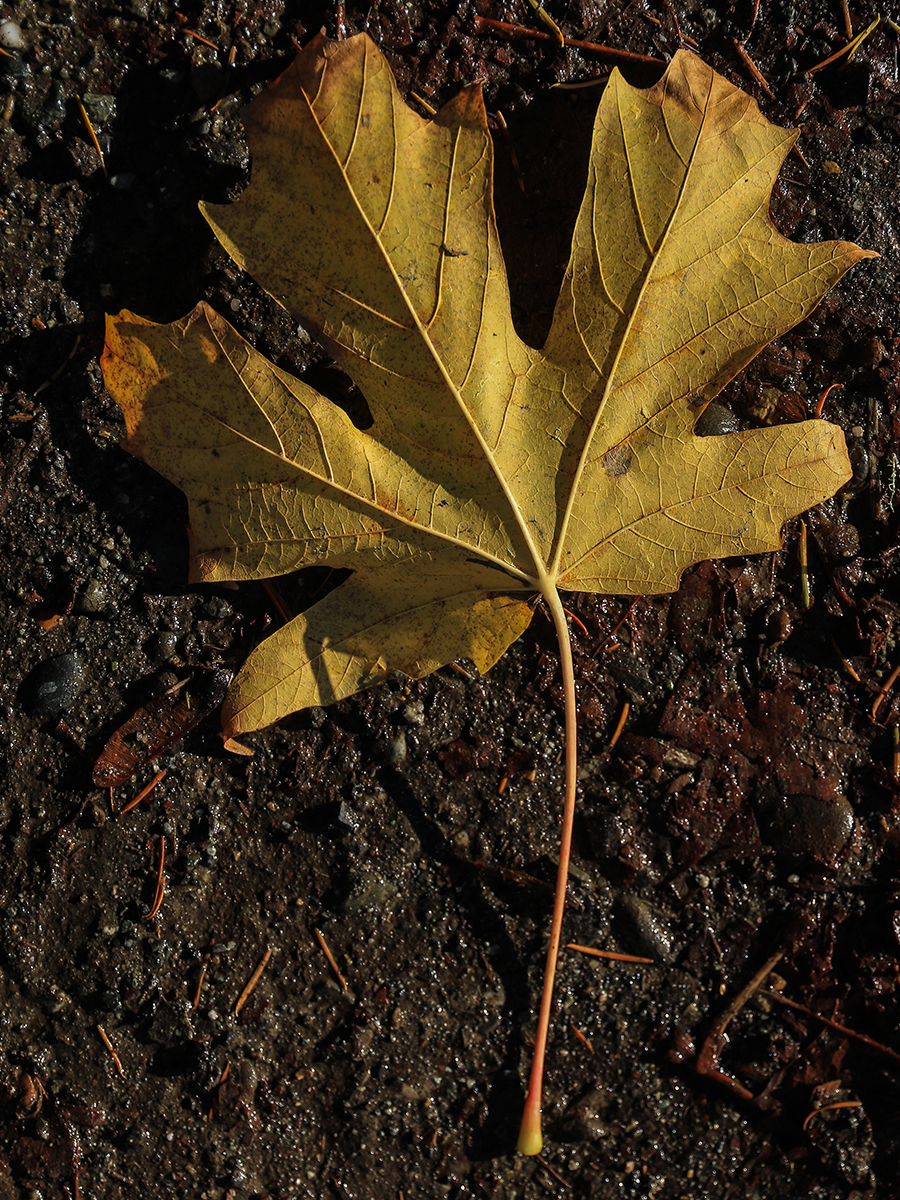 Foliage VIII