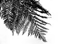 Tree Fern