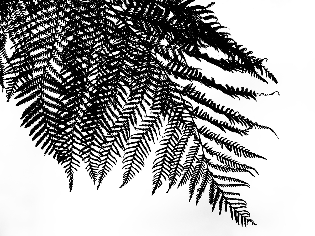 Tree Fern