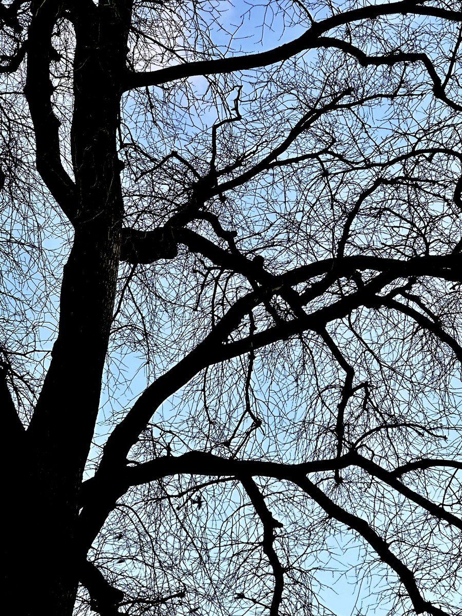 Branches