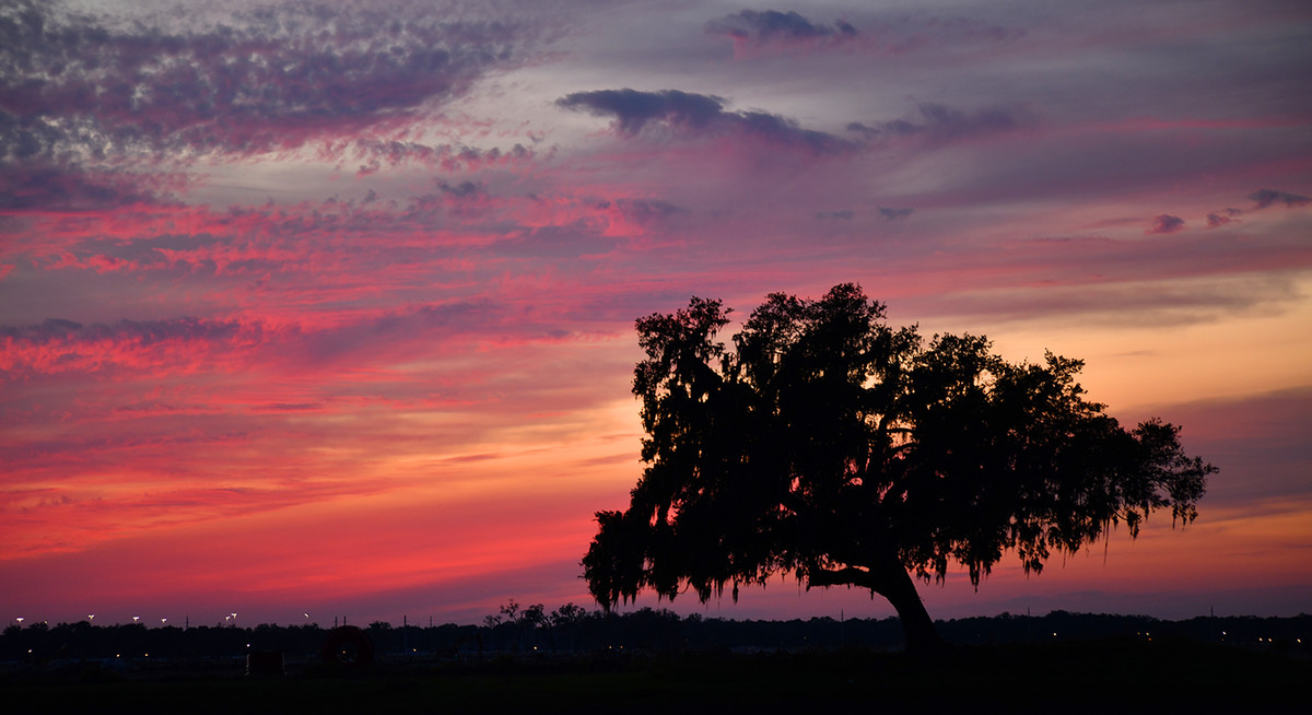 Live Oak at Dusk