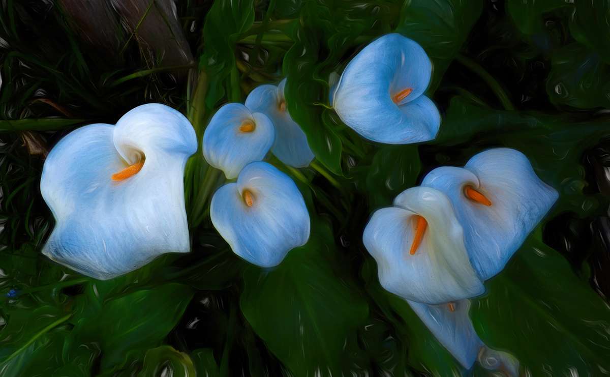 Lilies in the Shade