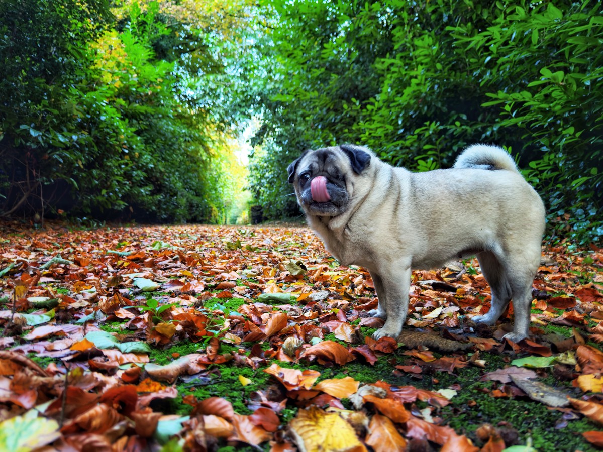 Boldly going where no pug has gone before