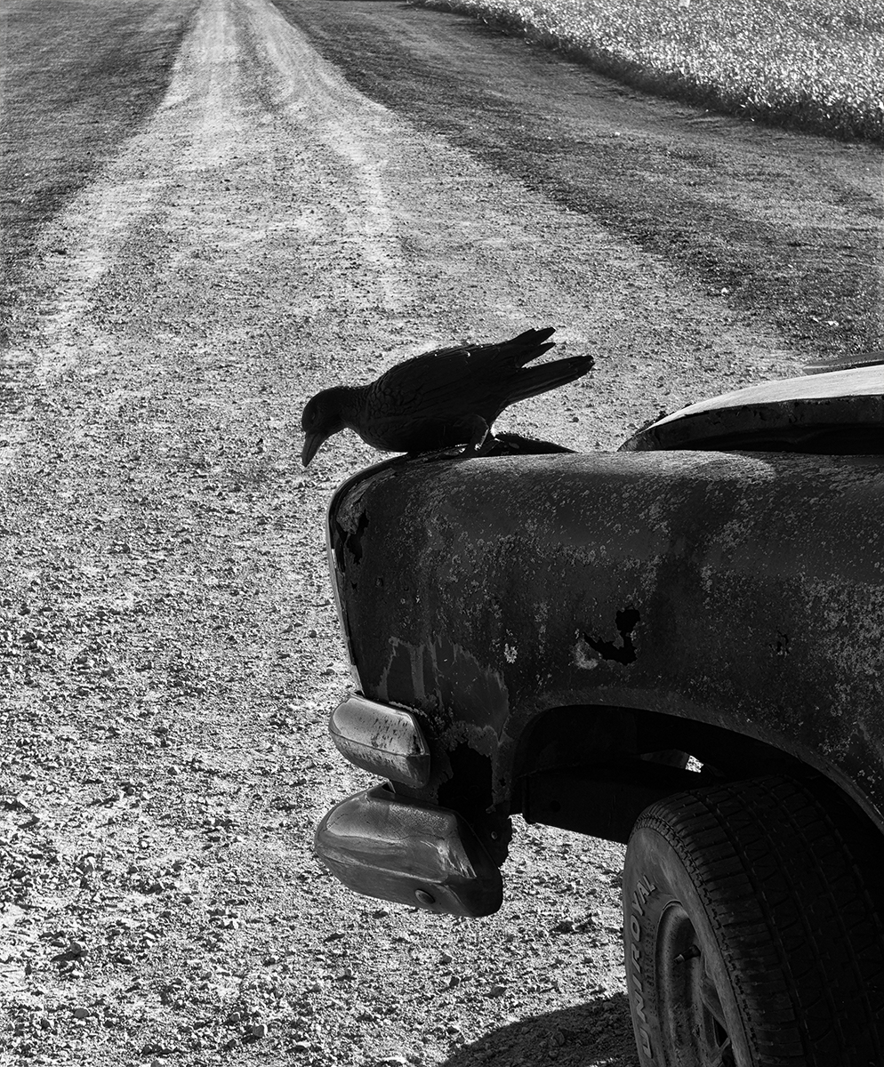 I'll Take The Low Road