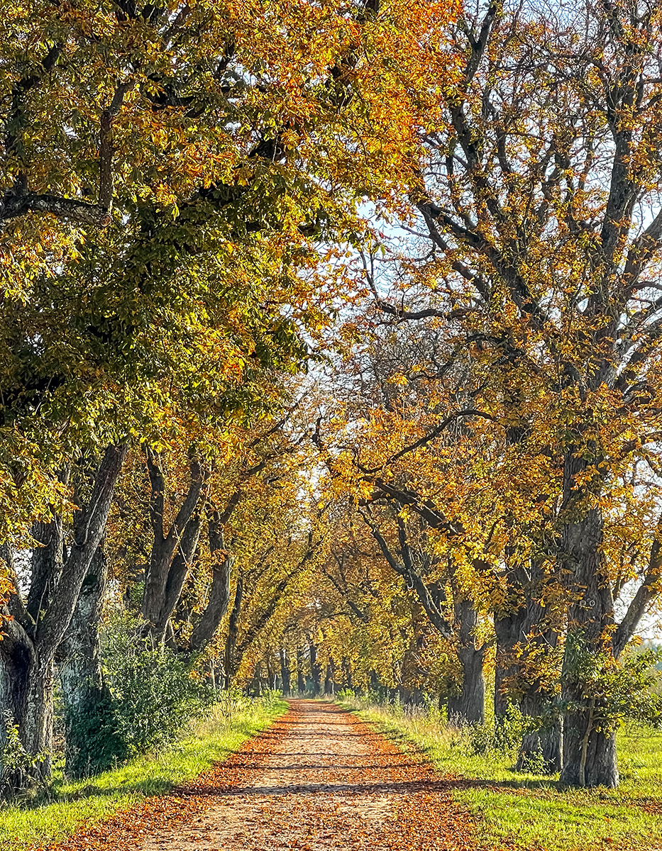 Autumns hidden road