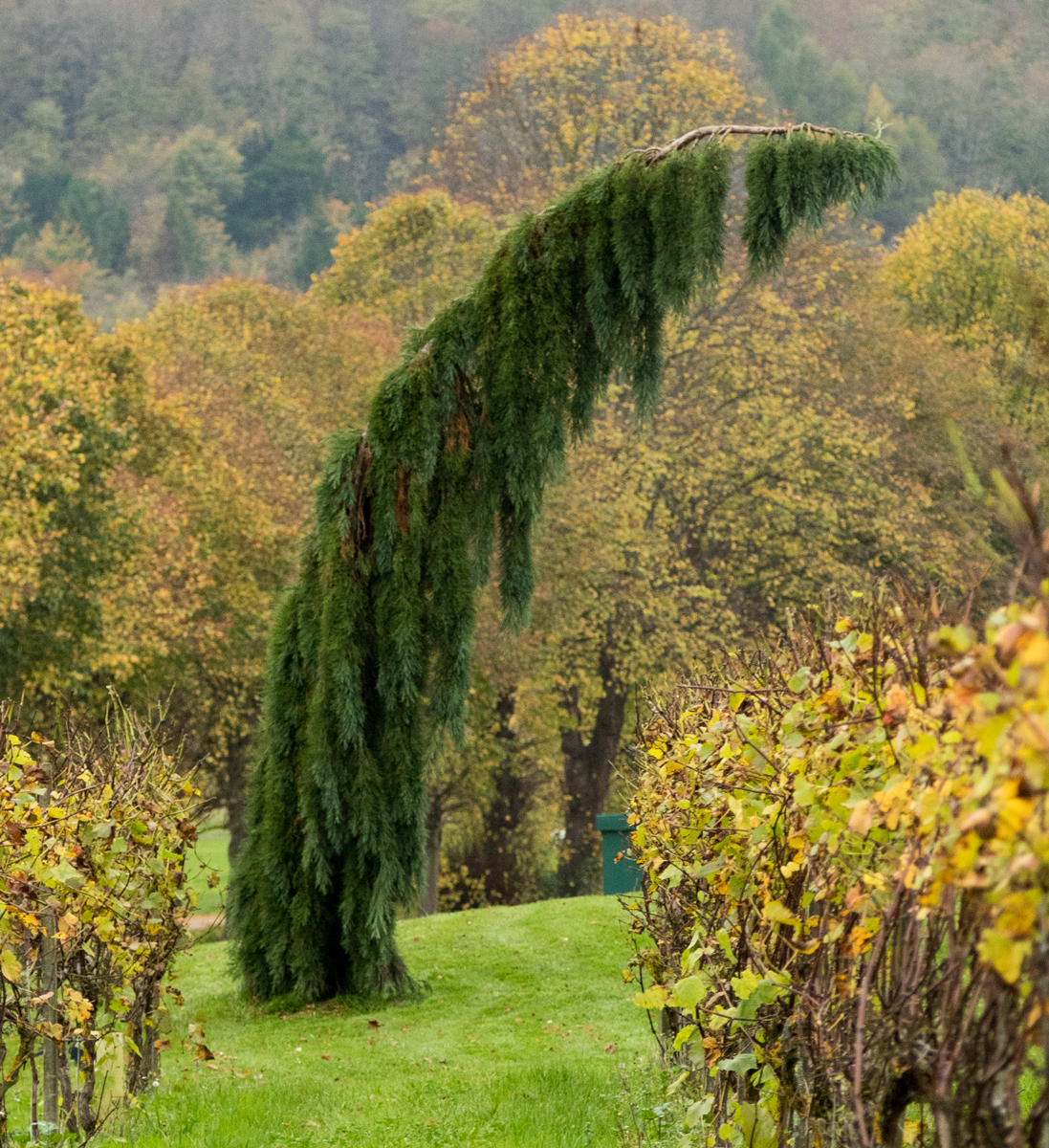Bowing to the Wind