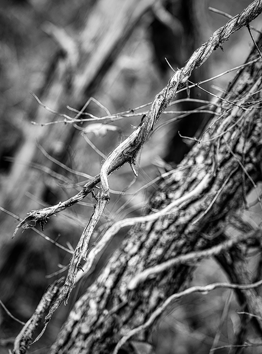 The Stick Man