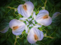 Lilies