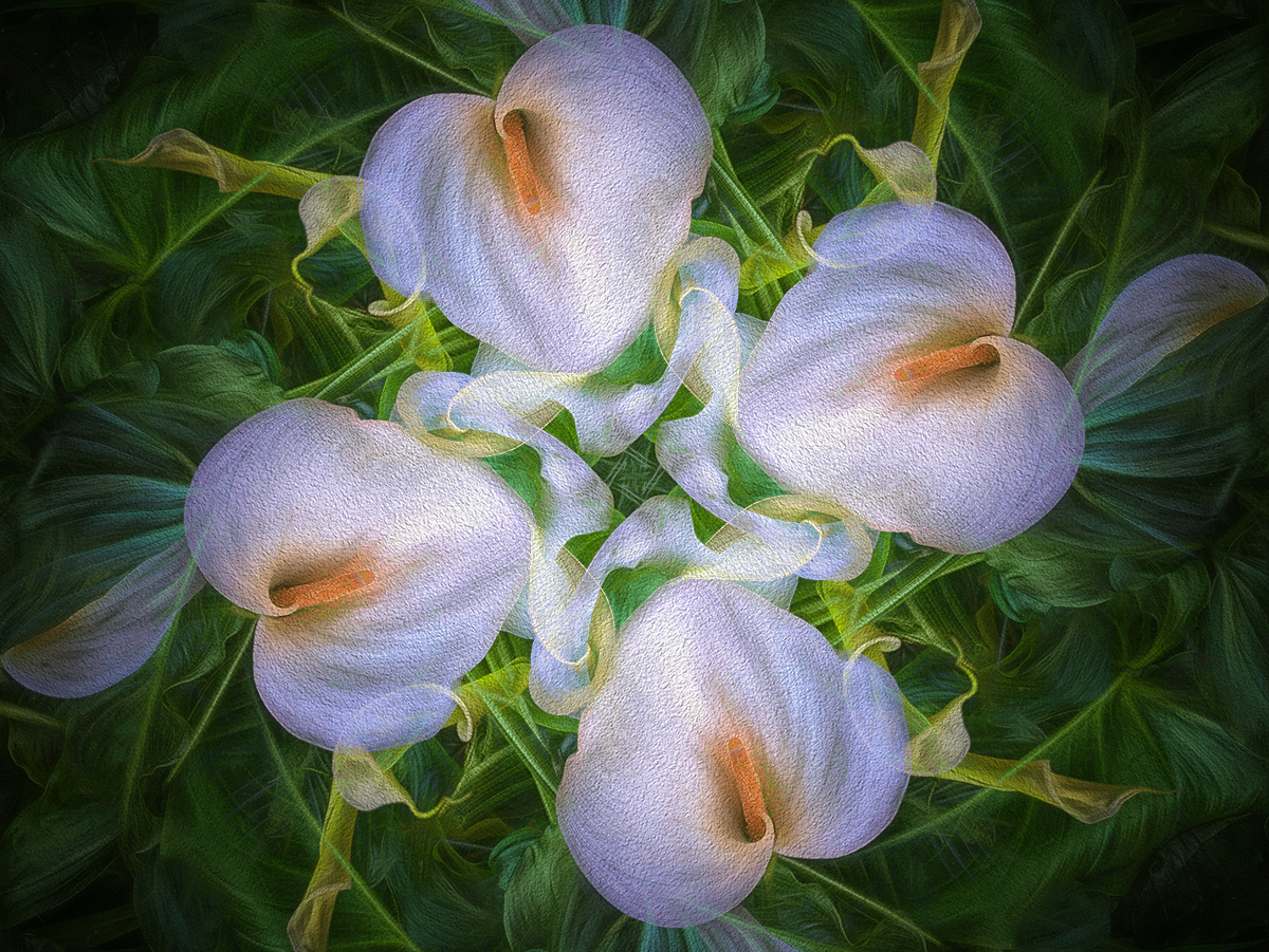 Lilies
