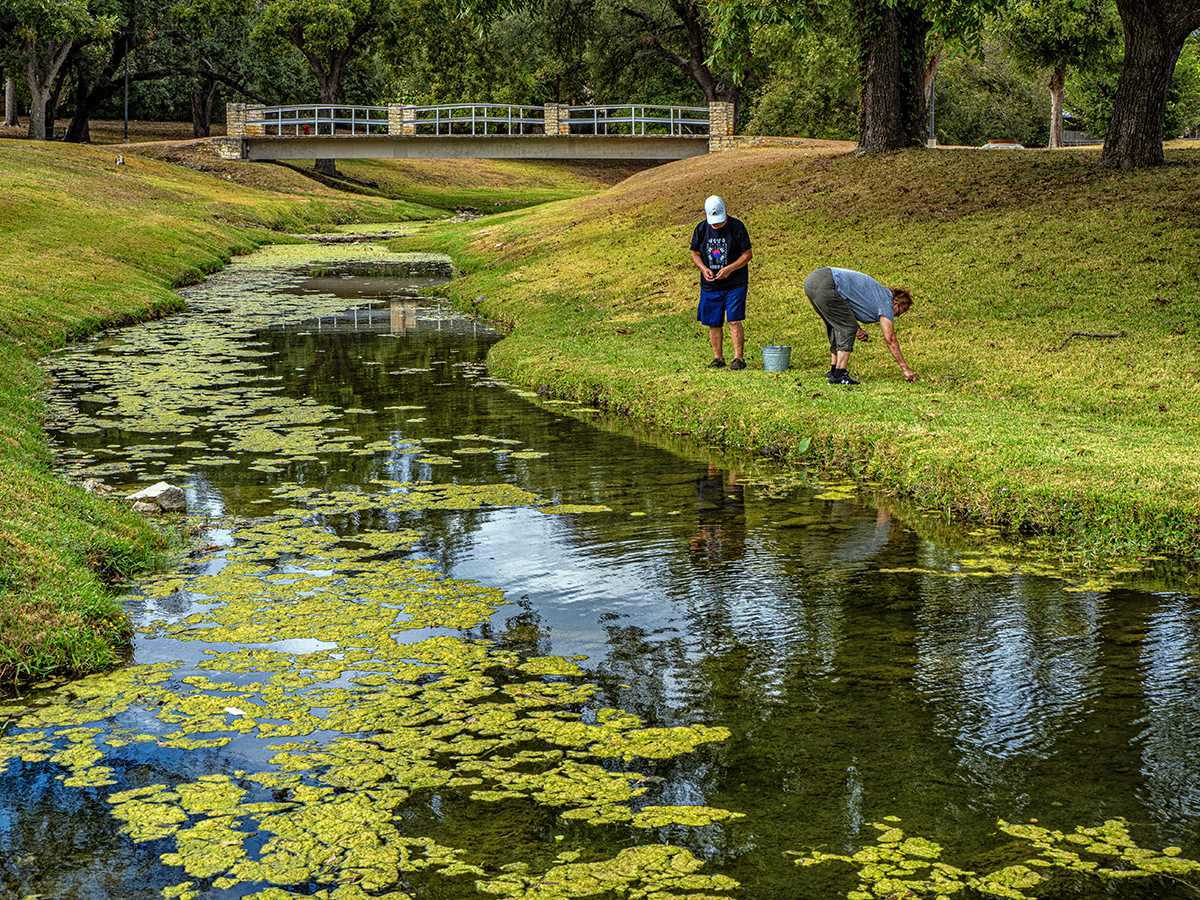 gathering fallen pecans