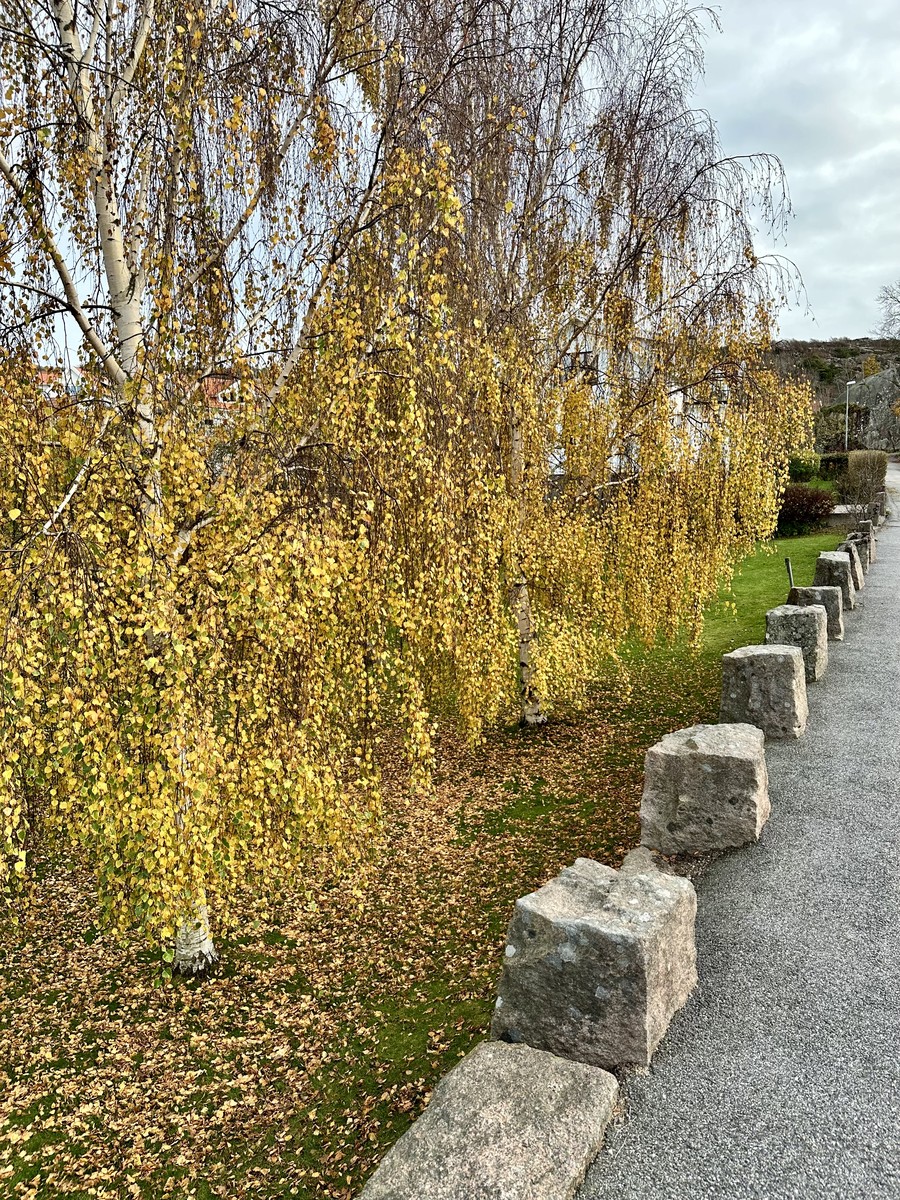 Autumn