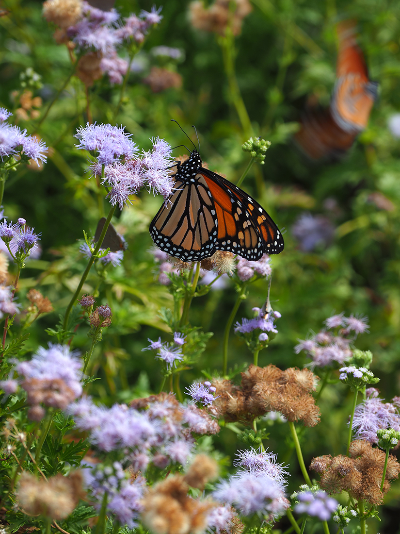 butterfly silence