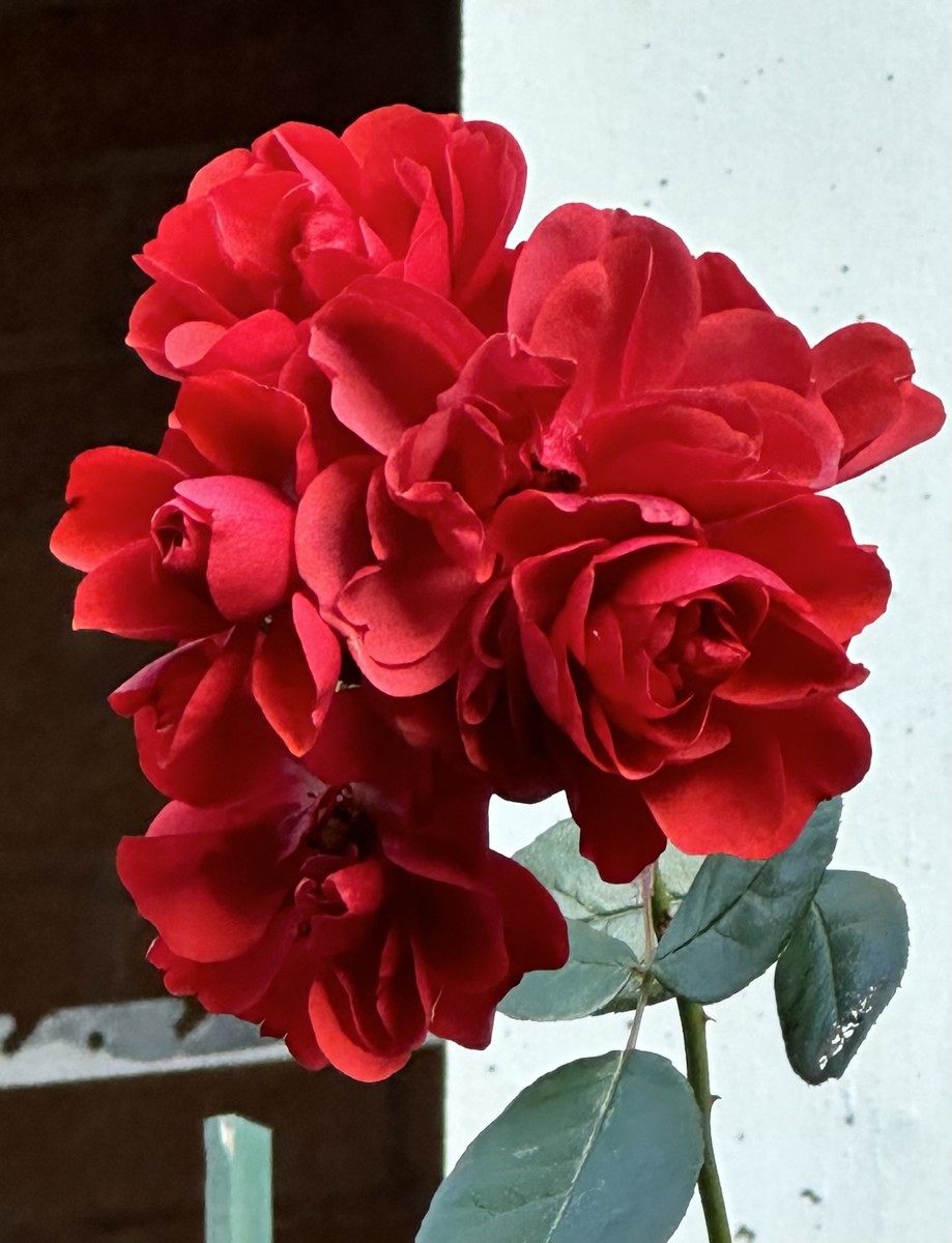 A late Ying and Yang Rose 