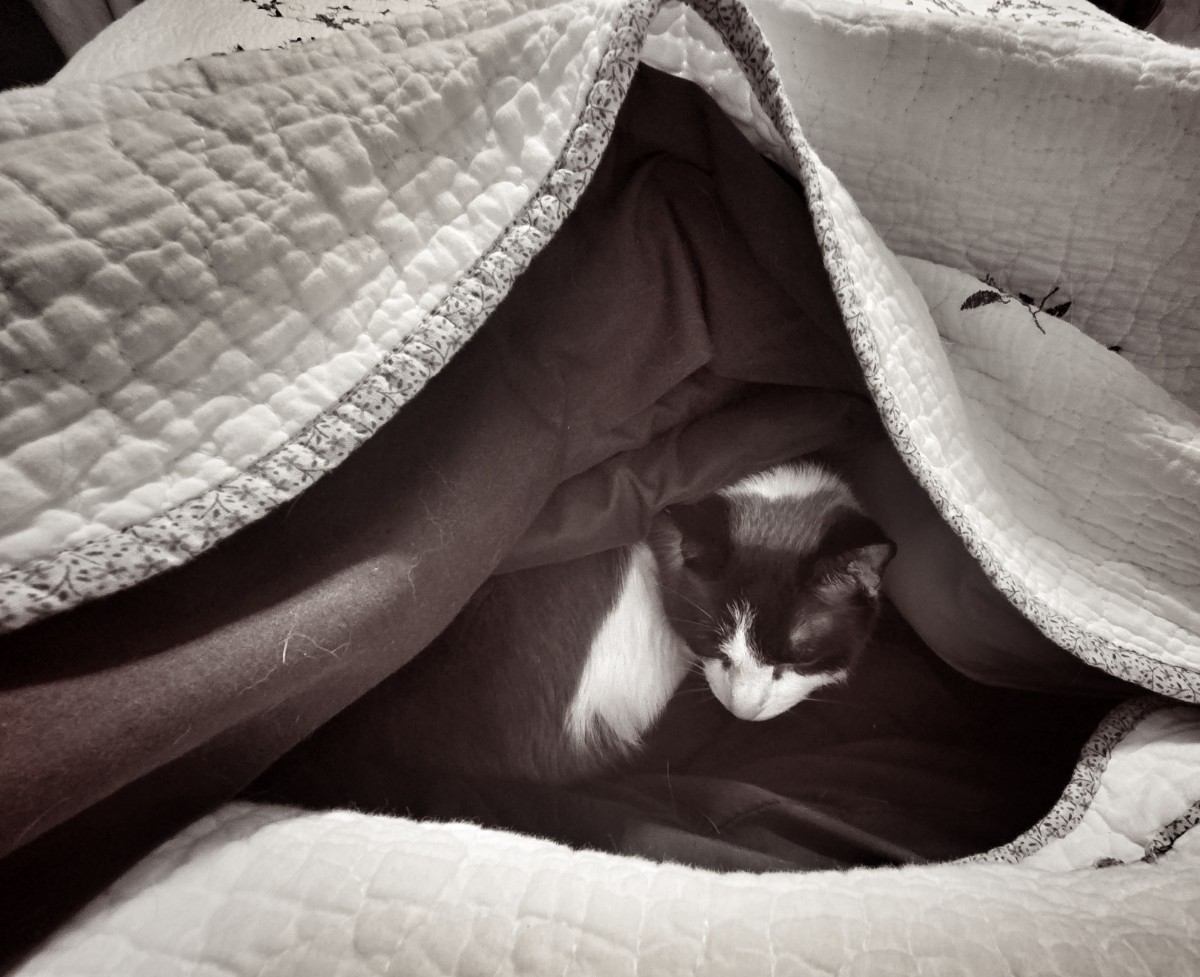 Found the Cat! 