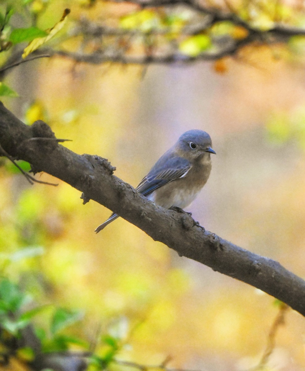 Female Eastern Bluebird