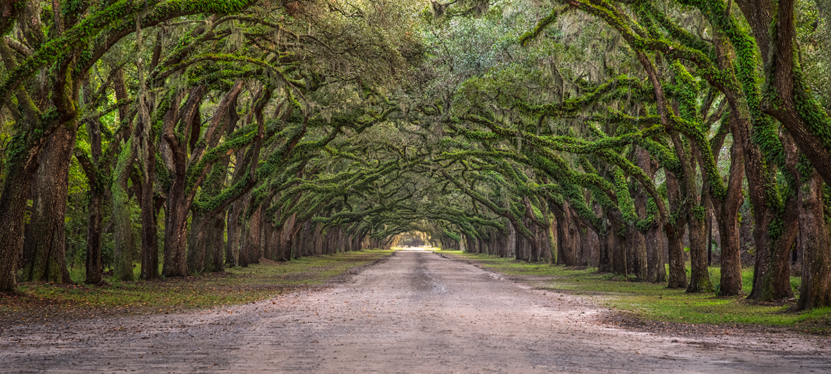 The Canopy