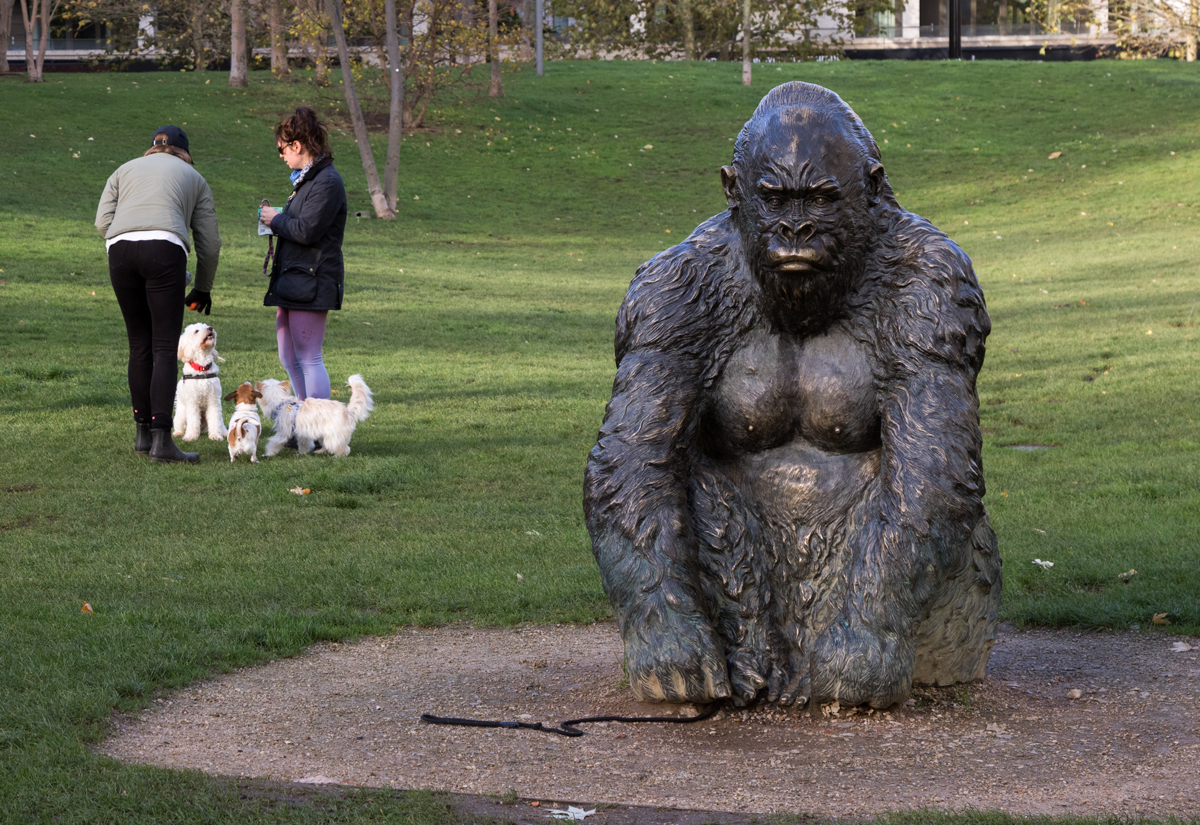 Gorilla in the Park