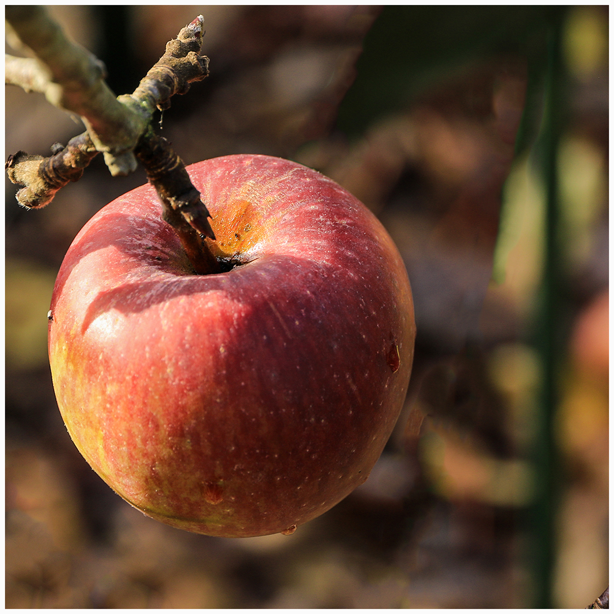 Apple A Day 