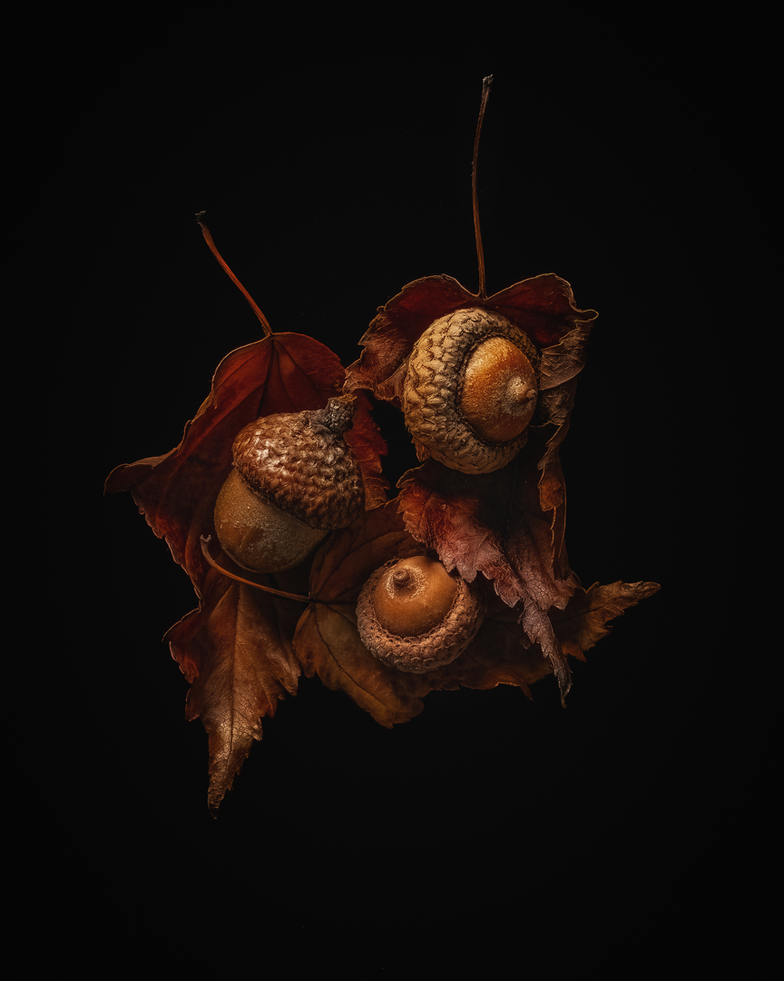 Autumn acorns
