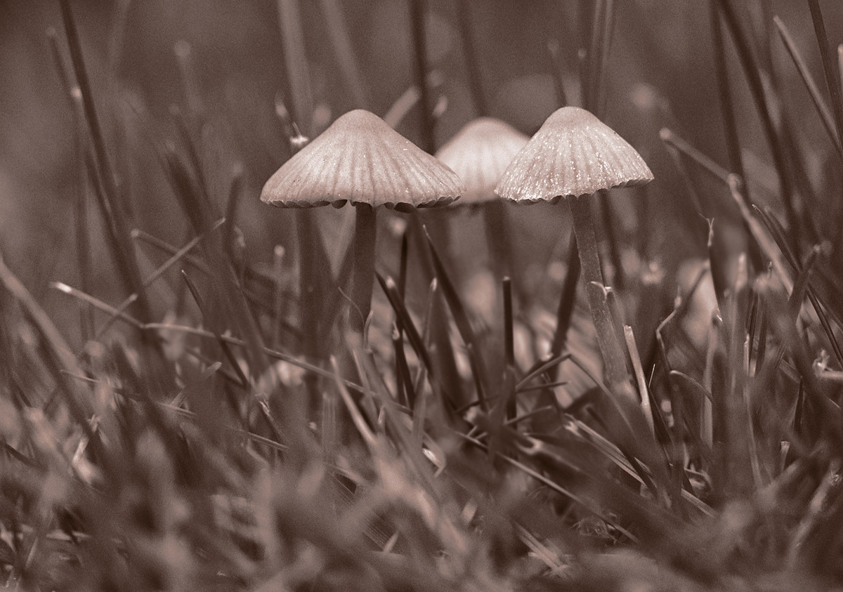 in the grass