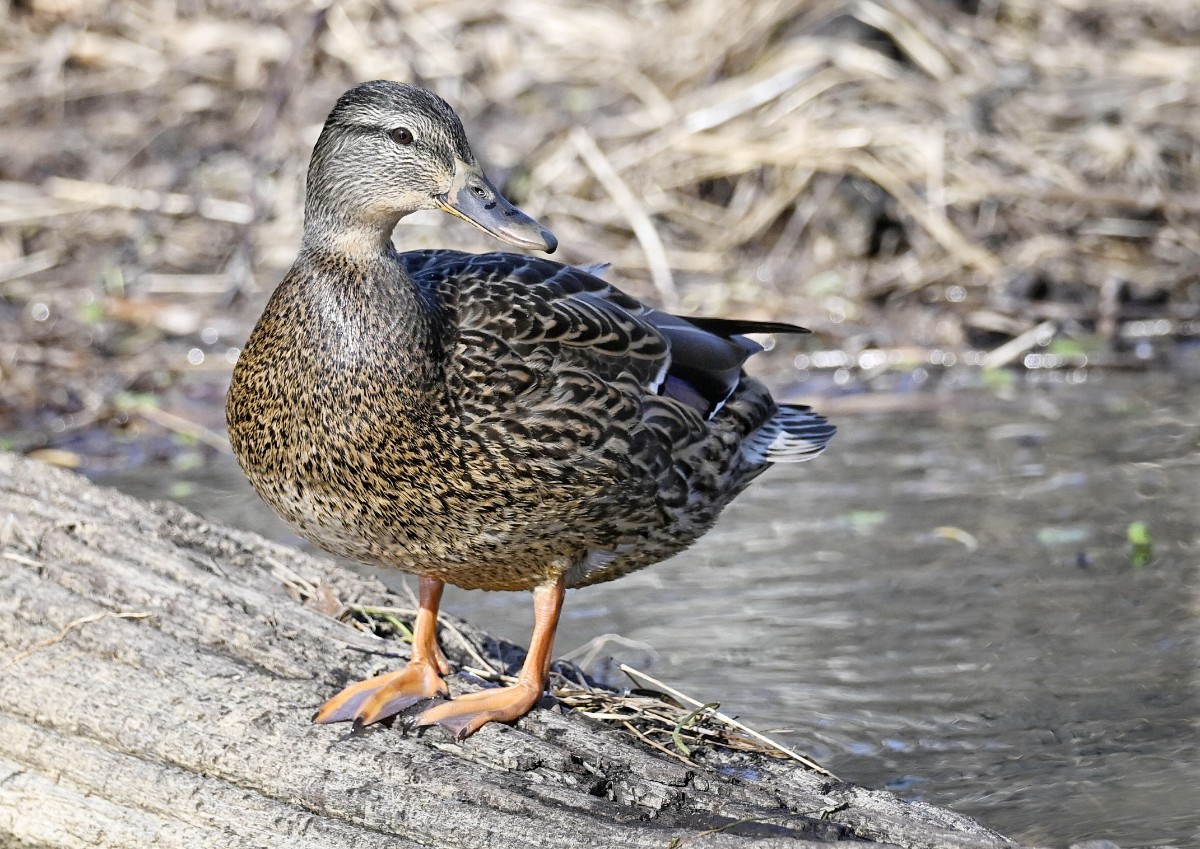 American Black Duck Hen