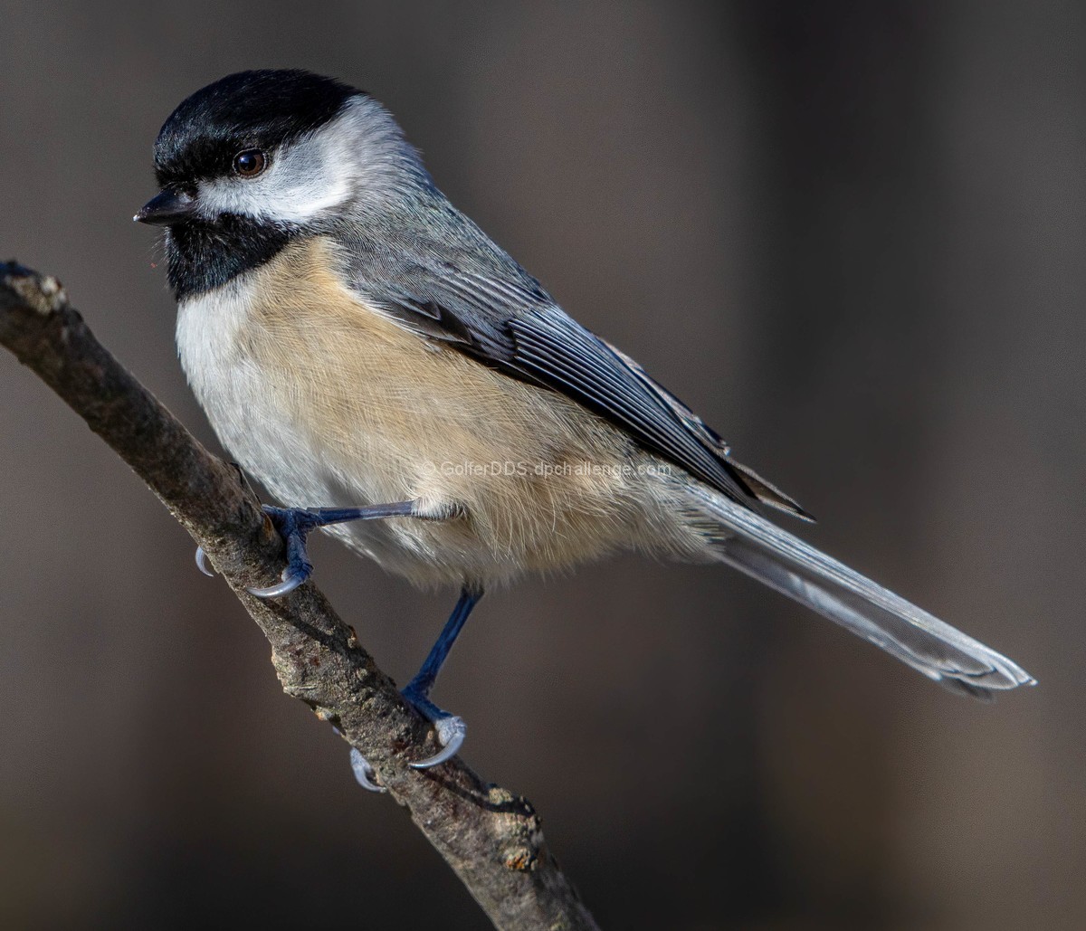 Black-Capped Chickadee