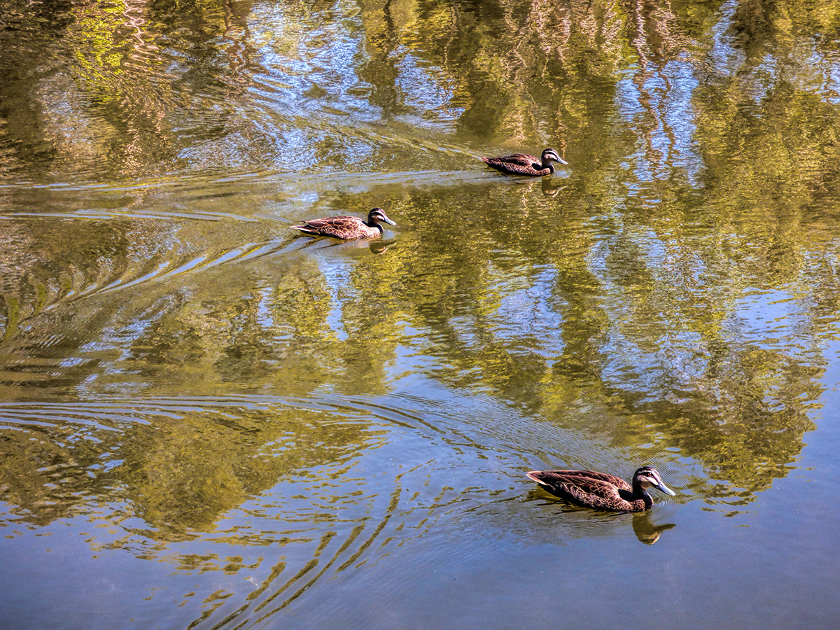 Ducks in a Pond