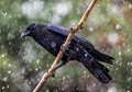 A Crow In The Snow