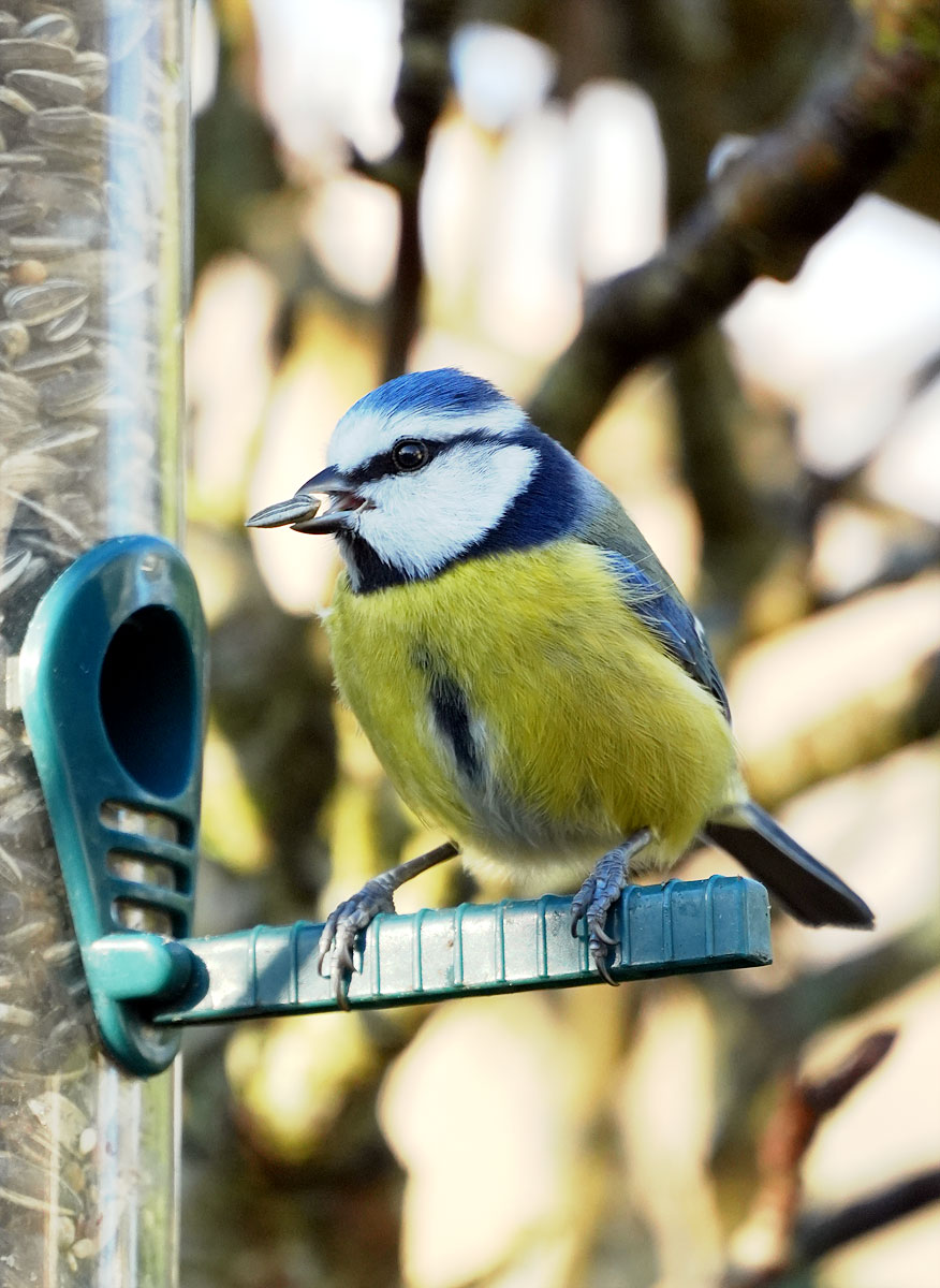 blue tit