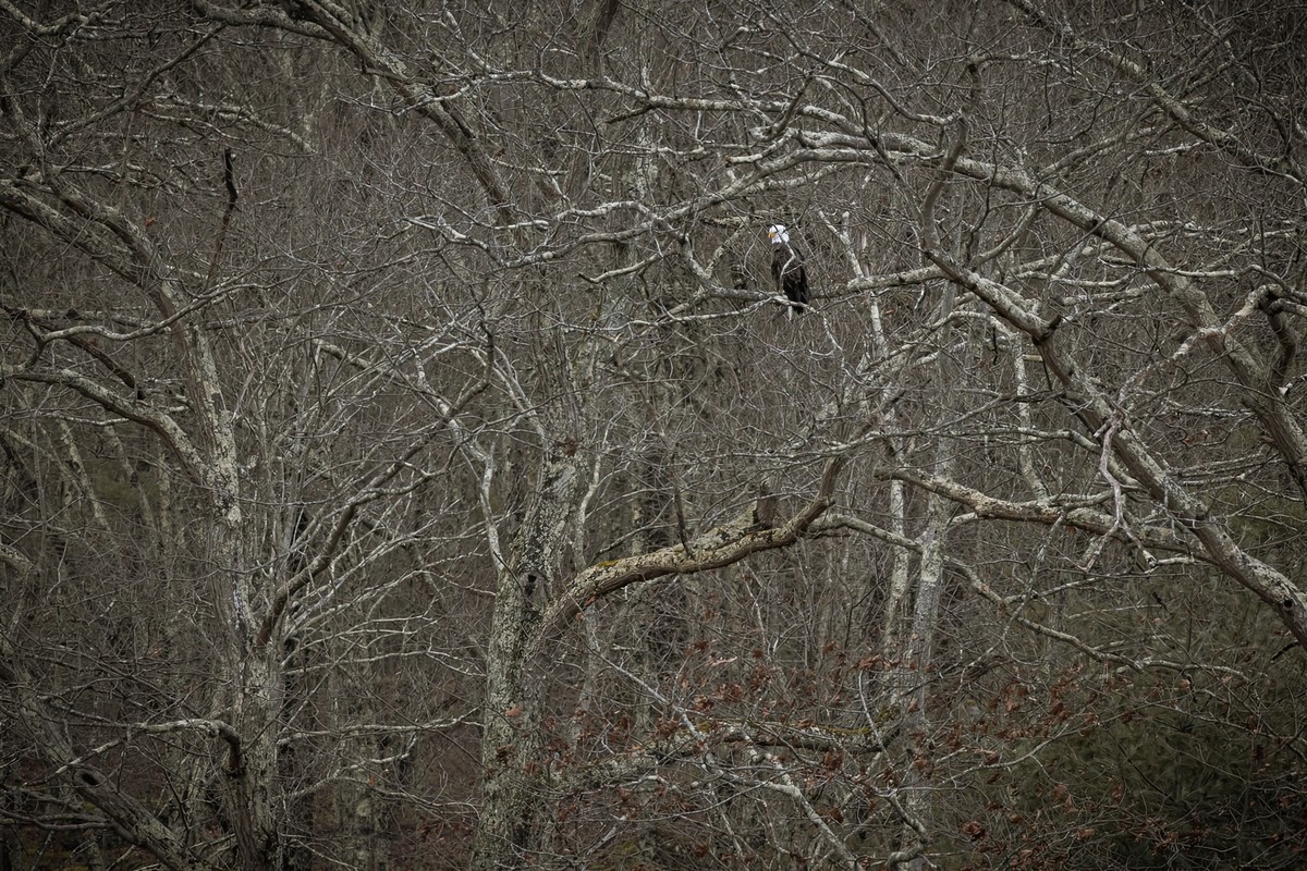 Eagle in the Woods