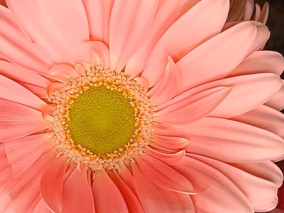 Pink Flower