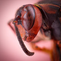 Queen Wasp