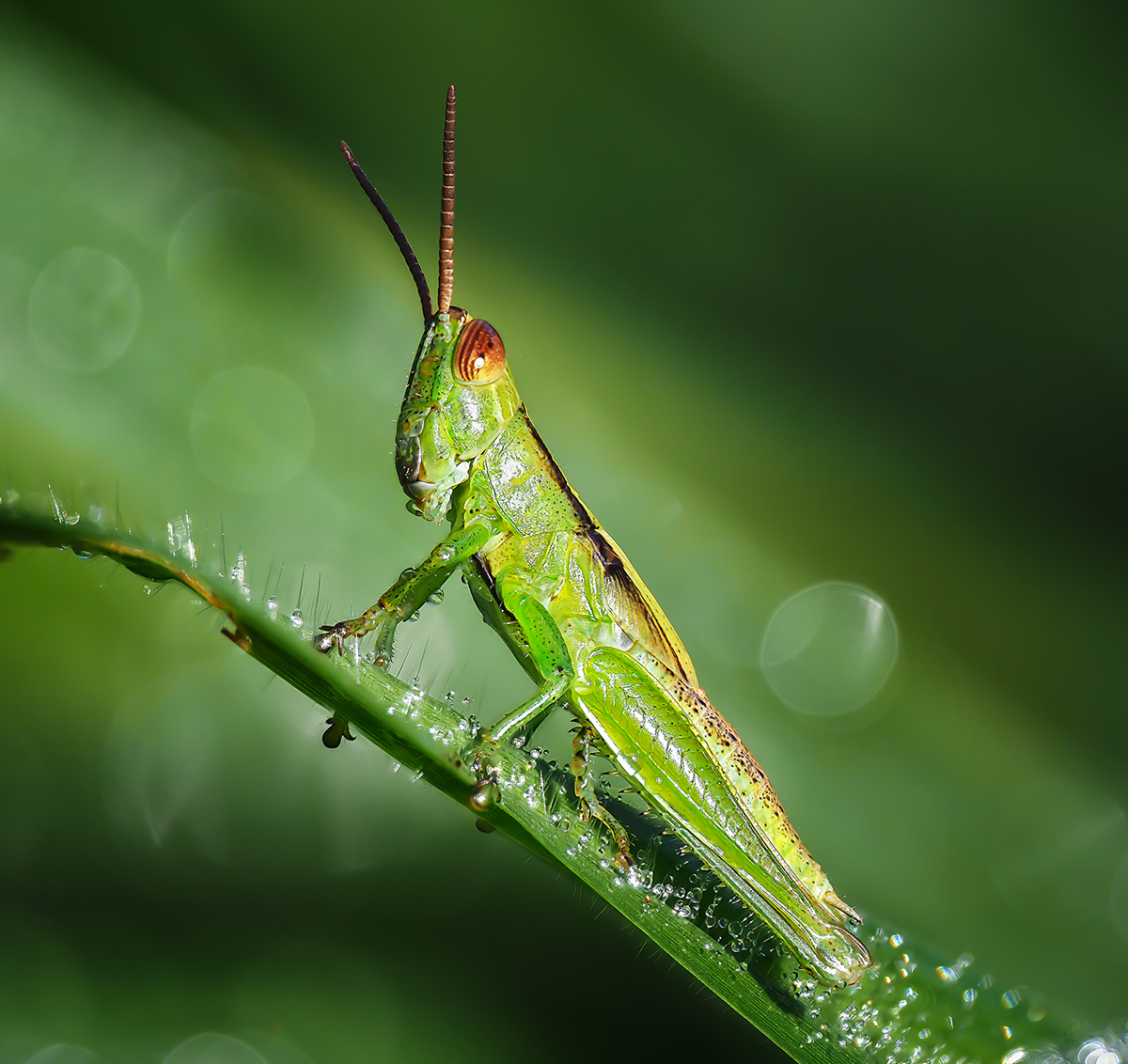 Predominantly Green