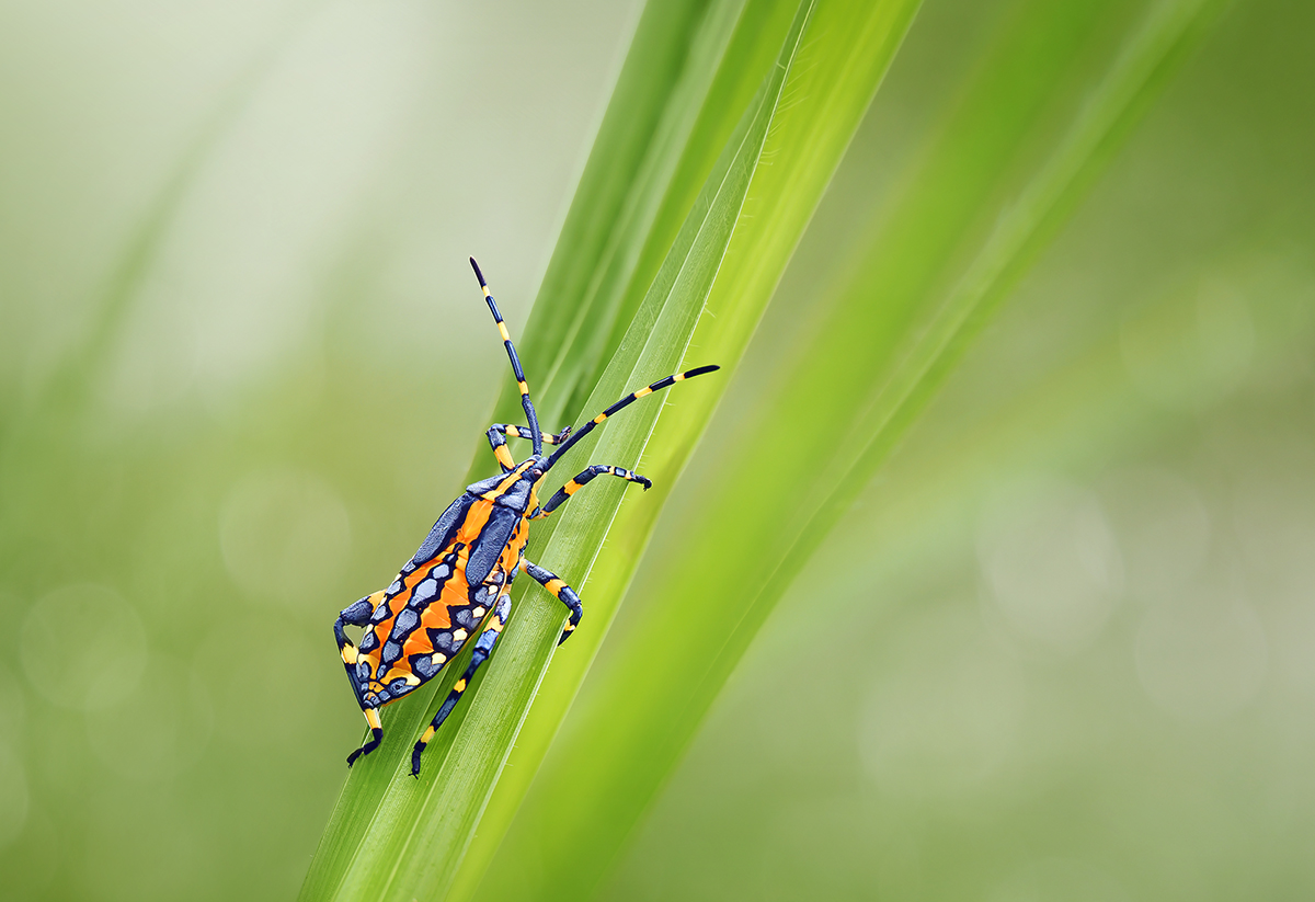 Eucalyptus Tip-wilter Bug