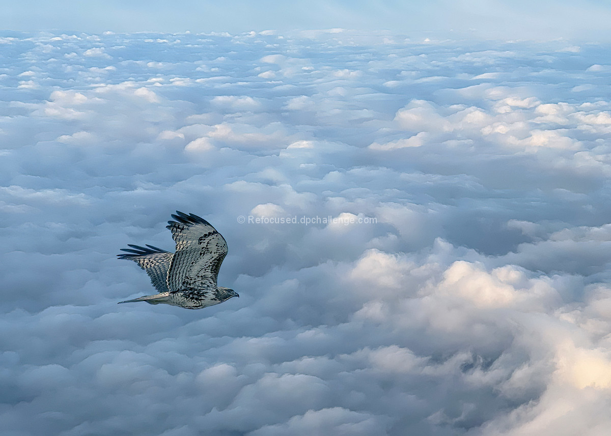 Soaring Above The Clouds