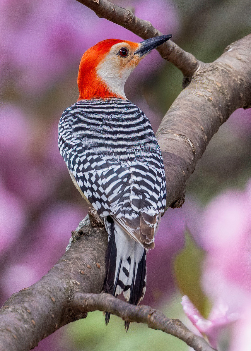 Spring Is Here!