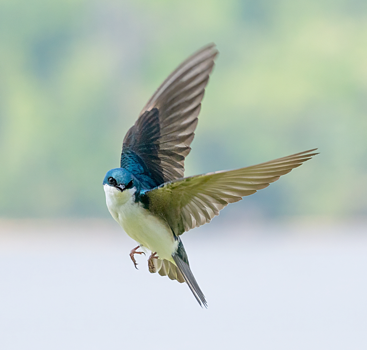Dance of the Tree Swallow