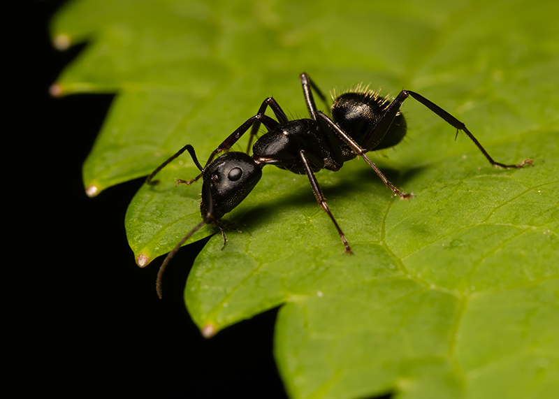 Ant on the Precipice 