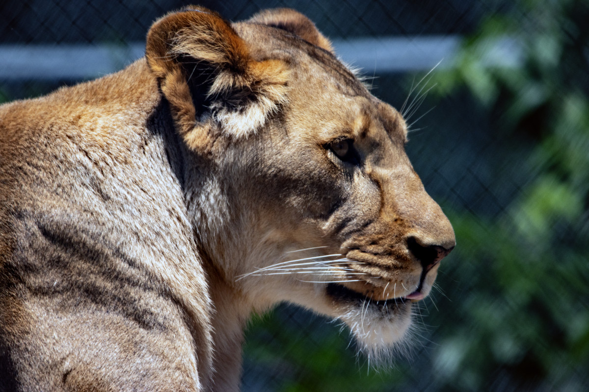 Lion on Lookout