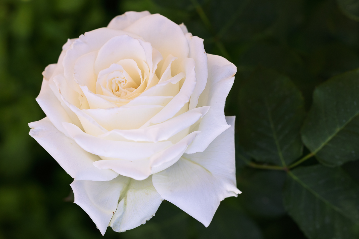 Hybrid Tea Rose