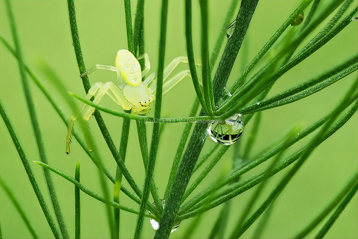 Spider and the Water Drop