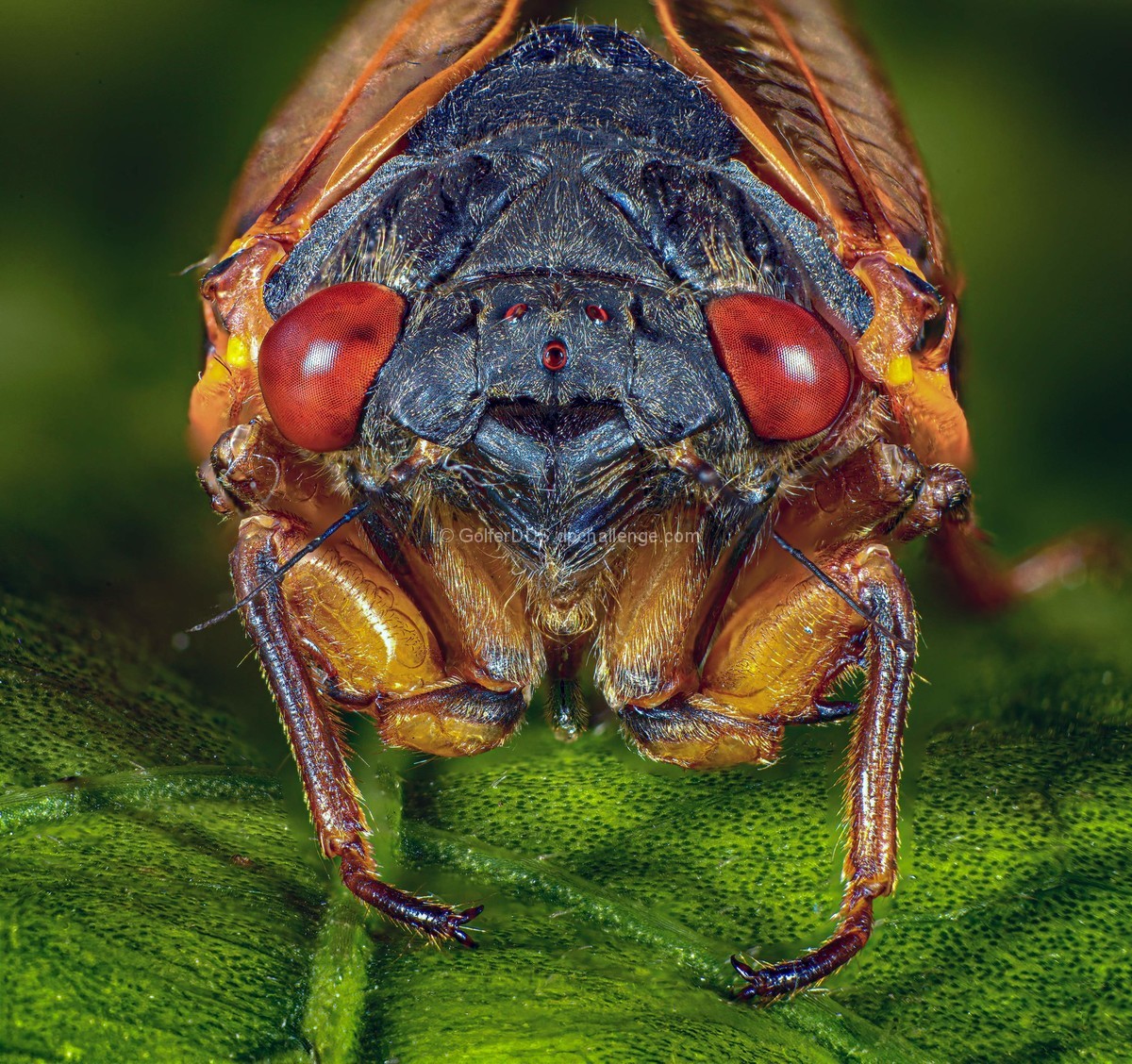 Cicada