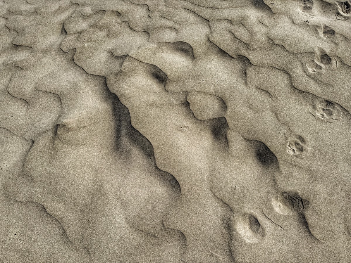 Trace of dog