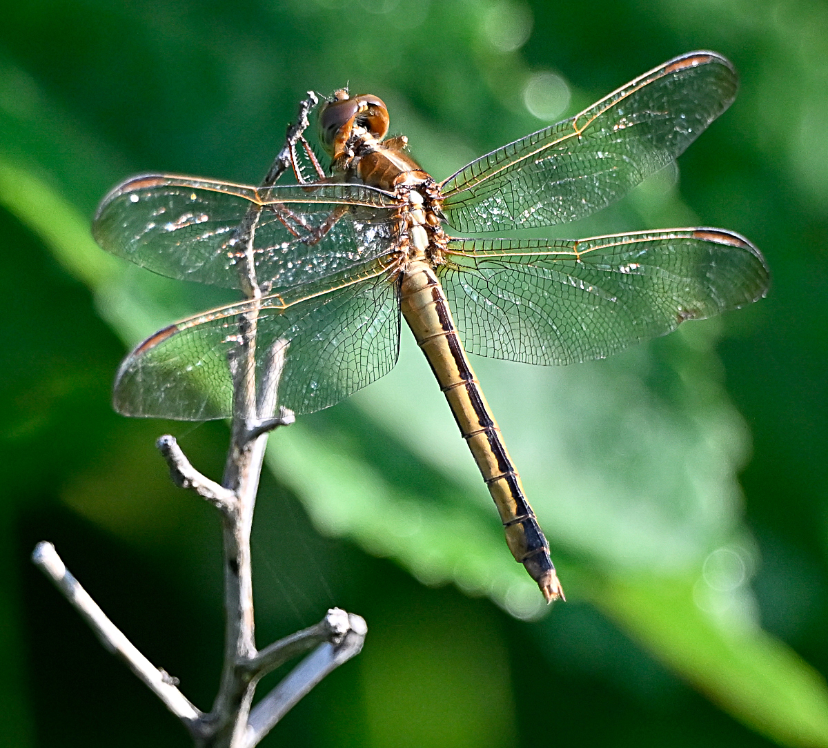 Needham's Skimmer