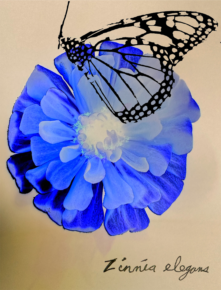 Zinnia elegans