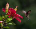 Hummingbird visits a Hibiscus