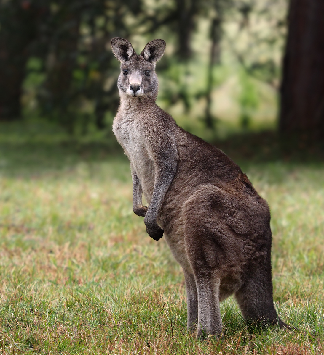 Old Man Kangaroo